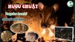 Hươu chuột, cheo cheo nam dương (Tragulus kanchil) loài thú móng guốc bé nhất ở  VQG. Cát Tiên