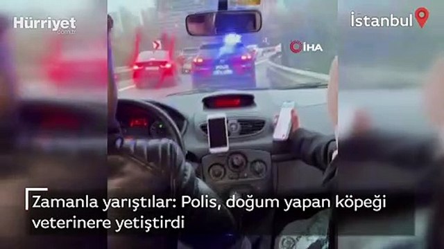 Zamanla yarıştılar: Polis, doğum yapan köpeği veterinere yetiştirdi