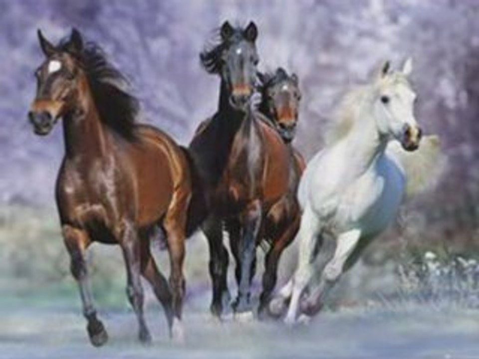 les chevaux ( non a l'hyppophagie )