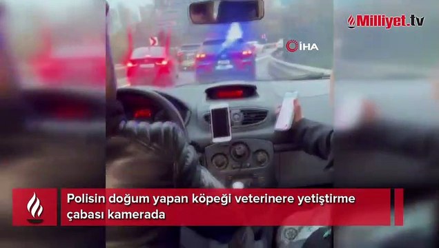 Ataşehir'de polis, doğum yapan köpeği veterinere yetiştirdi