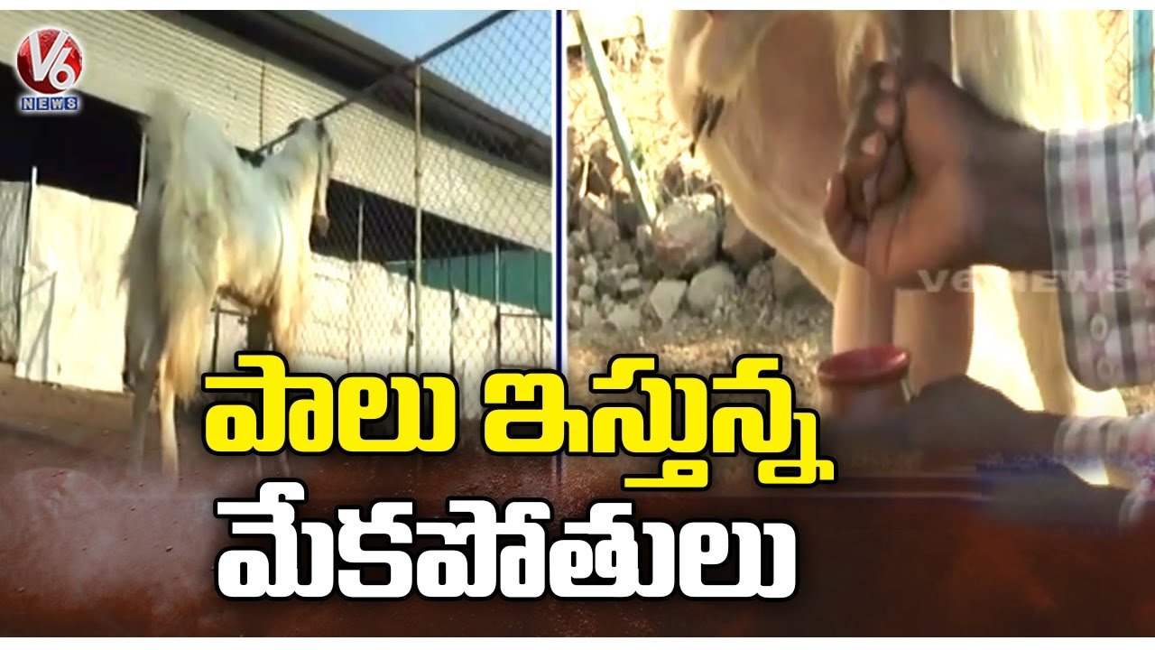 Male Goats Giving Milk Goes Shock In Burhanpur | Madhya Pradesh | V6 News