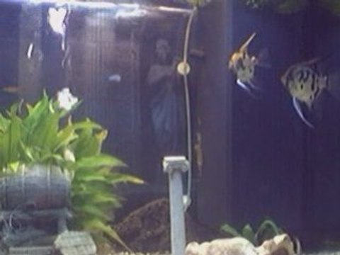 Scalaire veille de la ponte