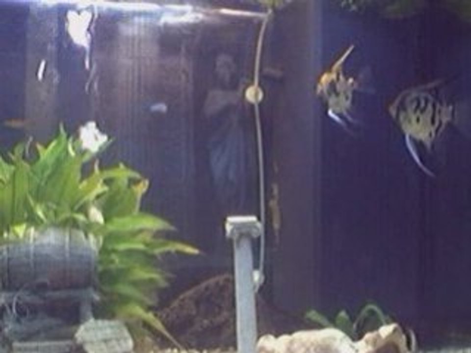 Scalaire veille de la ponte