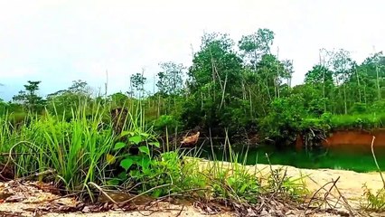 mikat burung Kacer nya melimpah