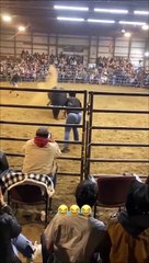 Un taureau remet une femme à sa place... aller, va t'asseoir