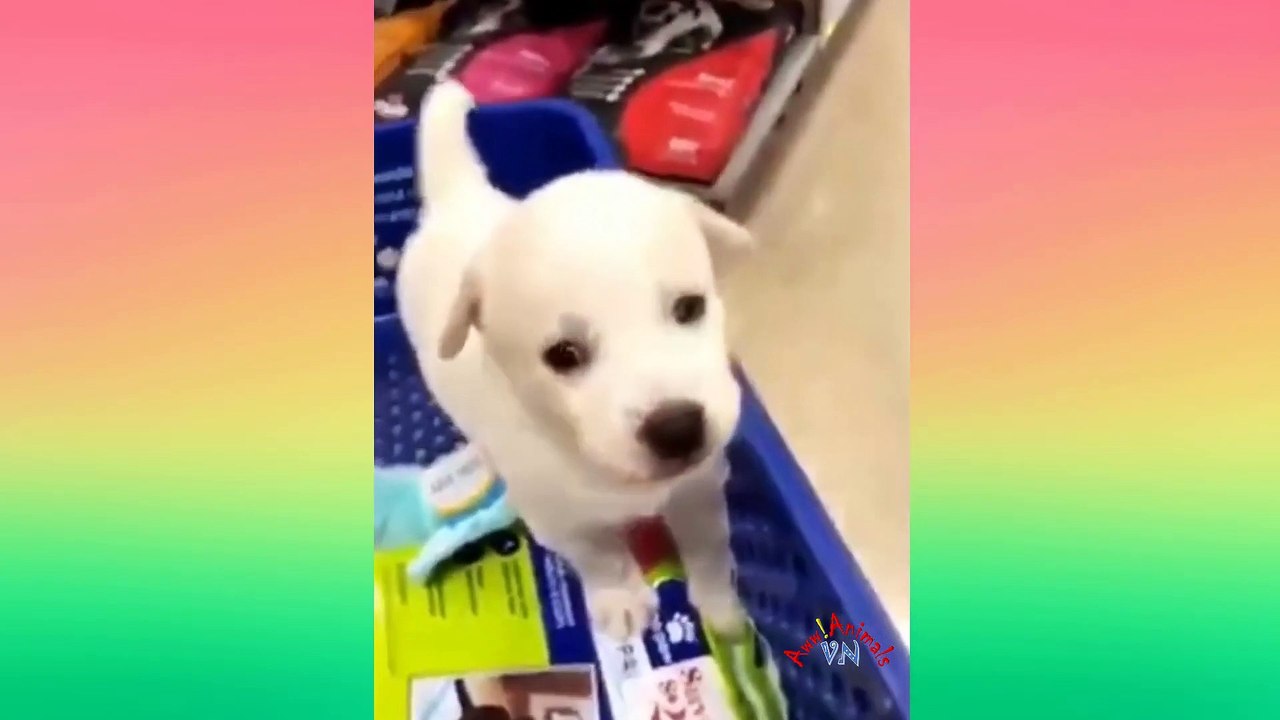 Funny Cats 5 Minutes Videos Funny Dog Behavior Makes Laugh Out Loud 11_1080p