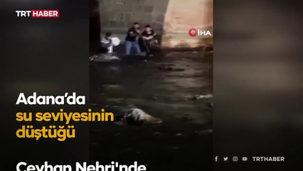 Dev yayın balıklarını elleriyle yakaladılar