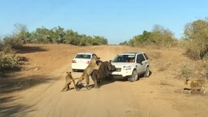 VIDEO: 3000 KG के दरियाई घोड़े के शिकार में जुटा था शेरों का झुंड, बीच में आ गए इंसान