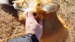 I Found the Cutest Animals Video on TikTok | Cute Animals Compilation