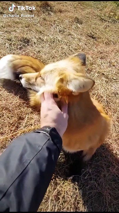 I Found the Cutest Animals Video on TikTok | Cute Animals Compilation