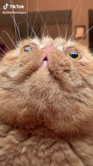 I Made This Cute Cat Compilation For You | Cute Animals Compilation