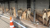 Odunpazarı Belediye Başkan: Barınakta bu yıl 134 köpek öldü