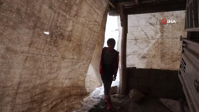 Şırnak yaylalarında huzur ortamı sağlandı, 13 yaşındaki kız çocuğu hayatını hayvanlara adadı