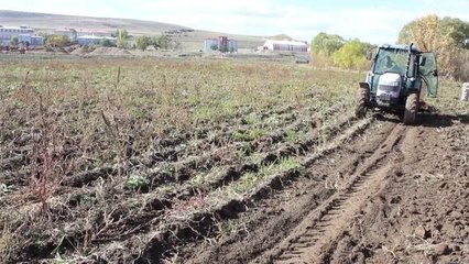 Çiftçilerin patates hasadı devam ediyor