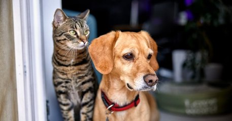En Australie, les personnes qui ne respecteront pas les droits de leurs animaux risquent une peine de trois ans de prison