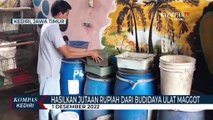 Seorang Pemuda Hasilkan Jutaan Rupiah Dari Budidaya Ulat Maggot