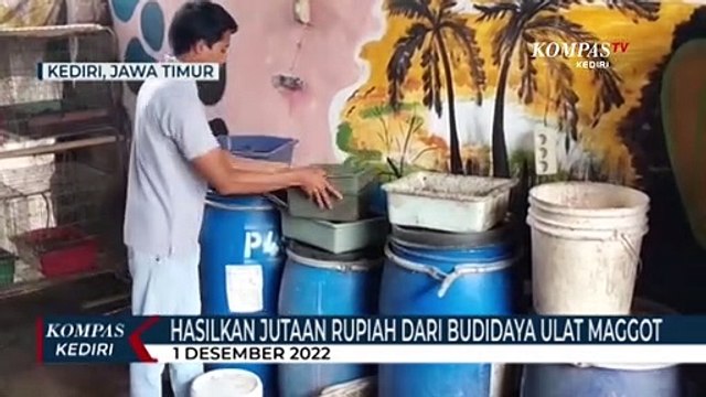 Seorang Pemuda Hasilkan Jutaan Rupiah Dari Budidaya Ulat Maggot