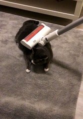 Fat cat vs Vacuum cleaner