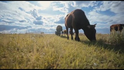 Dichiarazione di Dublino: la scienza in difesa dell'allevamento