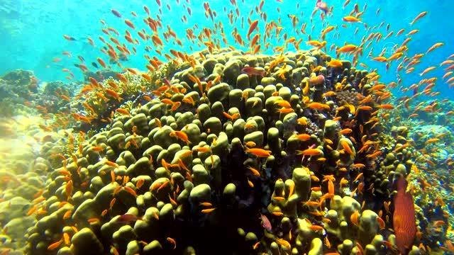 Su altı görüntü yönetmeni Tahsin Ceylan engelli birey Akçe'yle Kızıldeniz'e daldı