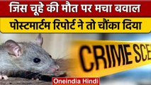 Badaun Rat Postmortem: चूहे की Postmortem Report ने खोला राज, कैसे हुई थी मौत |वनइंडिया हिंदी |*News