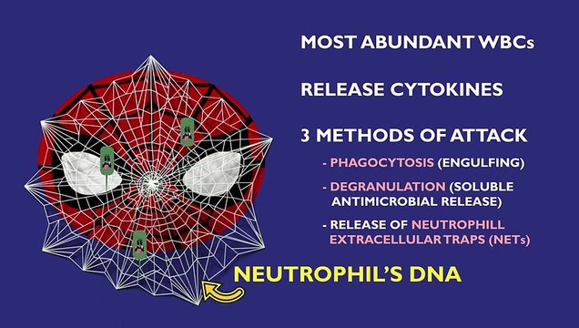 IMMUNE RESPONSE TO BACTERIAL INFECTION (Innate vs. Adaptive)_HIGH | Innate and Adaptive Immunity: Types of Immune Responses