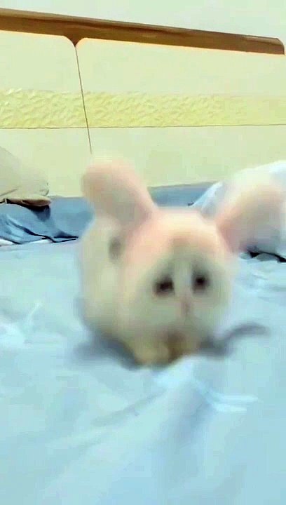 Cute Cat