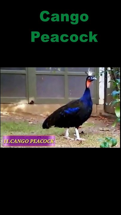 Cango peacock #shorts
