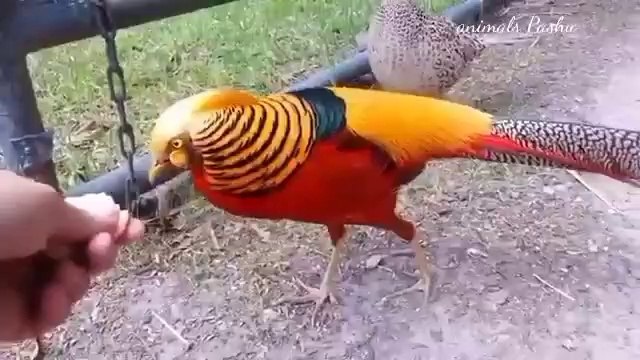 Animals cute cat dog elephant water animals