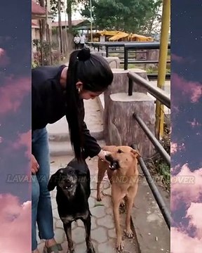 These two cute dogs were chasing me everywhere Feeding dogs