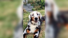 This Daily Dose of a Pet's Life is So Cute You'll Want One for Yourself! no1