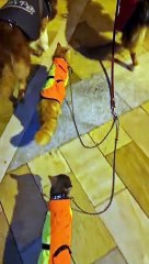 Two Dogs Take Two Cats for a Walk