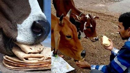 गाय को पहली रोटी क्यों खिलाते है, गाय को पहली रोटी खिलाने की पीछे क्या है मान्यता | Boldsky