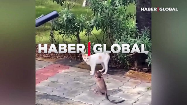 Yavru maymuna bakmak isteyen kedinin etrafını 'çete gibi' saran, maymun ailesi