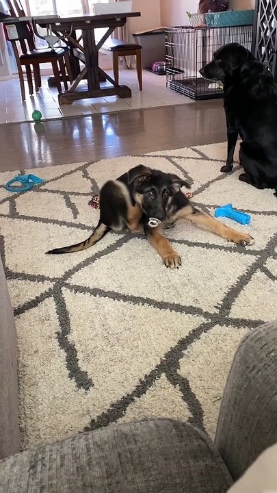 Dog or Baby? Why Not Both!
