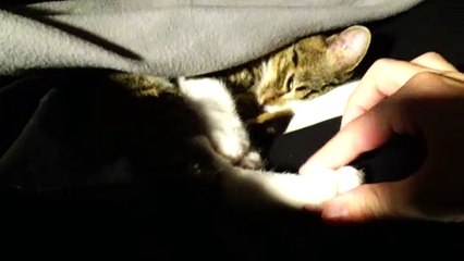 Cat Likes Warm Places for Sleeping