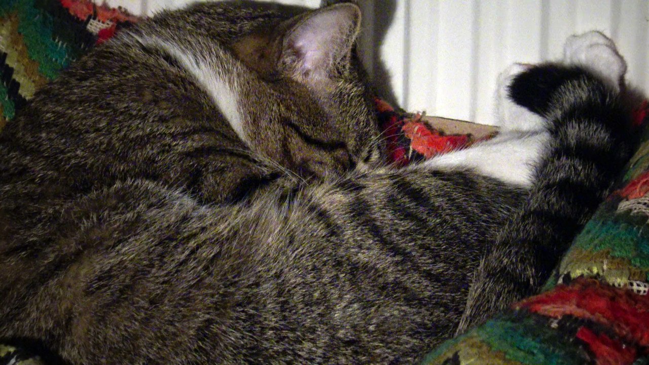 Dreaming Cat Twitches