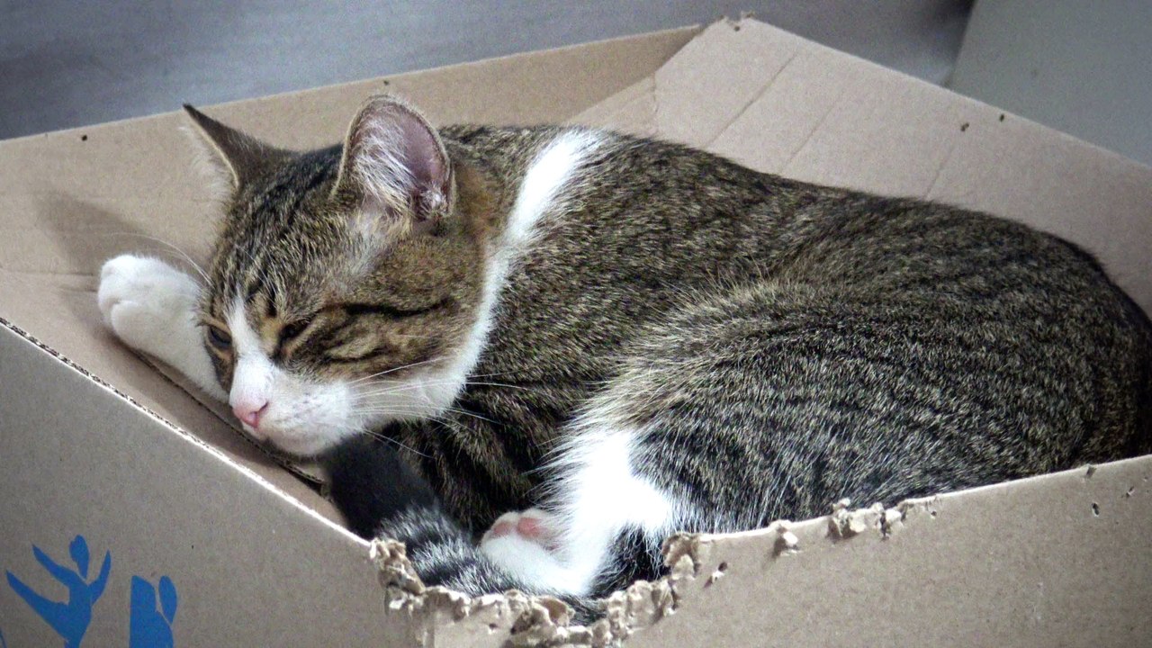 Sleepy Kitten Moves His Tail