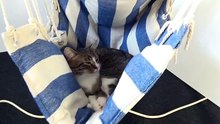 Sleepy Kitten