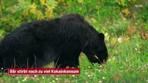 Bär stirbt nach zu viel Kokainkonsum