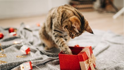 Top 10 Christmas gifts for cat owners and lovers, all for under £15