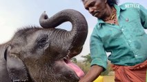 The Elephant Whisperers - Official Trailer Netflix