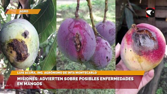 Misiones Advierten sobre posibles enfermedades en mangos