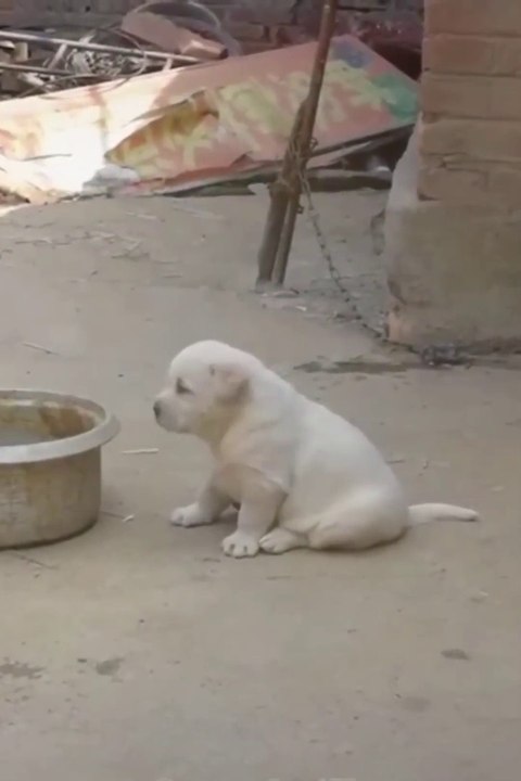 Best Funny Animal Videos 2022  Funniest Cats And Dogs Video