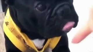 Top 5 Funny Cute Dog Videos and TIKTOK Compilation short