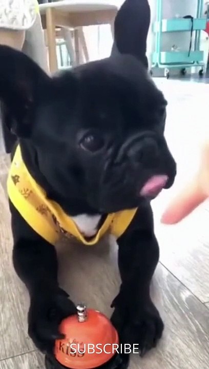 Top 5 Funny Cute Dog Videos and TIKTOK Compilation short