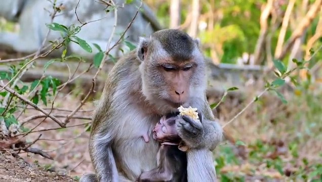 Poorly Mino....Little Monkey Mino Looks Really Pitiful On His Face Allergic With The Atmosphere
