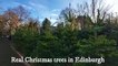 Here's where you can get a real Christmas tree in Edinburgh