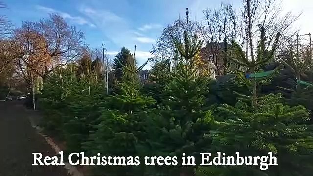 Here's where you can get a real Christmas tree in Edinburgh