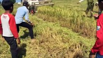 Ces fermiers indonésiens découvrent un énorme serpent dans un champs